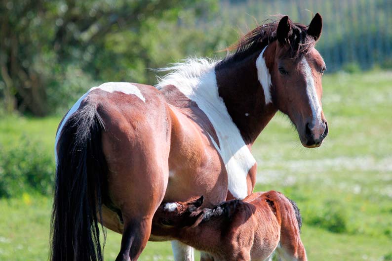 Equus Ibérica Yeguas Receptoras